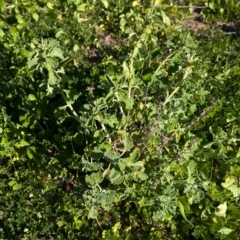 Marrubium vulgare (Horehound) at Cudgel, NSW - 4 Sep 2024 by Darcy