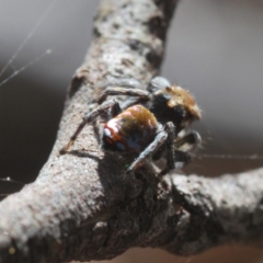 Maratus calcitrans (Kicking peacock spider) at Denman Prospect, ACT - 5 Sep 2024 by Harrisi