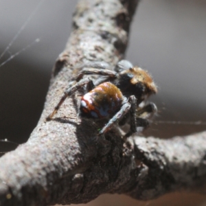 Maratus calcitrans at Denman Prospect, ACT - 5 Sep 2024