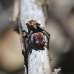 Maratus calcitrans at Denman Prospect, ACT - 5 Sep 2024