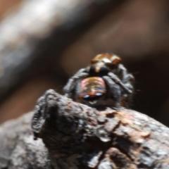 Maratus calcitrans at Denman Prospect, ACT - 5 Sep 2024