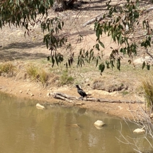 Phalacrocorax sulcirostris at Fisher, ACT - 5 Sep 2024