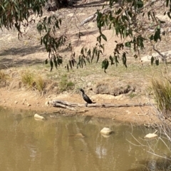 Phalacrocorax sulcirostris at Fisher, ACT - 5 Sep 2024