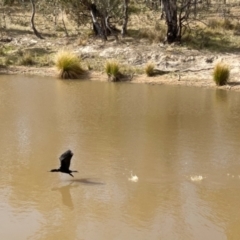 Phalacrocorax sulcirostris at Fisher, ACT - 5 Sep 2024