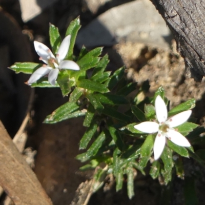 Rhytidosporum procumbens (White Marianth) at Wedderburn, NSW - 4 Sep 2024 by Curiosity