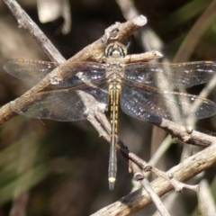 Hemicordulia tau (Tau Emerald) at Wedderburn, NSW - 4 Sep 2024 by Curiosity