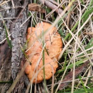 Trametes coccinea at Captains Flat, NSW - 5 Sep 2024 03:08 PM