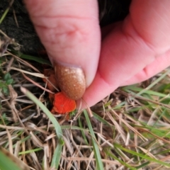 Trametes coccinea at Captains Flat, NSW - 5 Sep 2024 03:08 PM