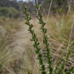 Bursaria spinosa subsp. lasiophylla at Captains Flat, NSW - 5 Sep 2024 02:59 PM