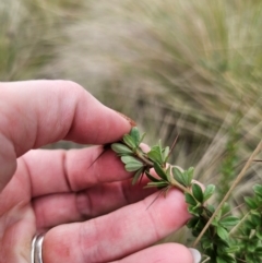 Bursaria spinosa subsp. lasiophylla at Captains Flat, NSW - 5 Sep 2024 02:59 PM