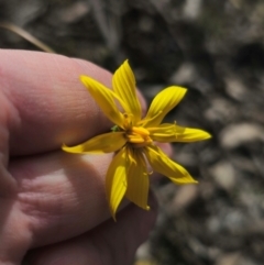 Microseris walteri (Yam Daisy, Murnong) at Captains Flat, NSW - 5 Sep 2024 by Csteele4