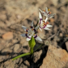 Wurmbea dioica subsp. dioica (Early Nancy) at Captains Flat, NSW - 5 Sep 2024 by Csteele4