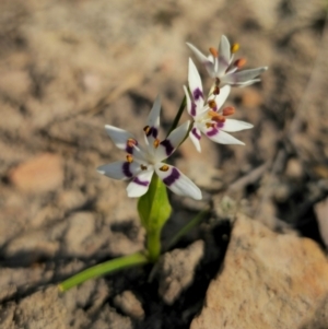 Wurmbea dioica subsp. dioica at Captains Flat, NSW - 5 Sep 2024 03:29 PM