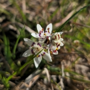 Wurmbea dioica subsp. dioica at Captains Flat, NSW - 5 Sep 2024 03:29 PM