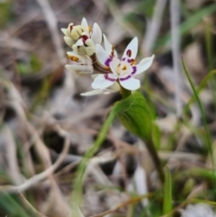 Wurmbea dioica subsp. dioica at Captains Flat, NSW - 5 Sep 2024 03:29 PM