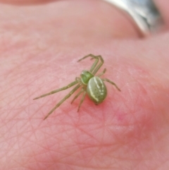 Lehtinelagia sp. (genus) (Flower Spider or Crab Spider) at Captains Flat, NSW - 5 Sep 2024 by Csteele4