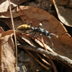 Myrmecia piliventris (Golden tail bull ant) at Captains Flat, NSW - 5 Sep 2024 by Csteele4