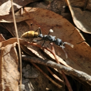 Myrmecia piliventris at Captains Flat, NSW - 5 Sep 2024