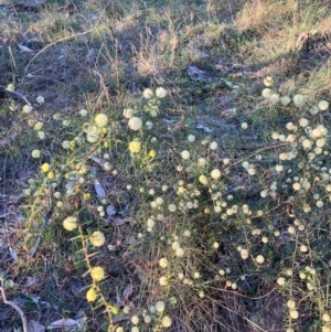 Acacia ulicifolia at Hackett, ACT - 5 Sep 2024 05:22 PM