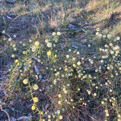 Acacia ulicifolia (Prickly Moses) at Hackett, ACT - 5 Sep 2024 by waltraud