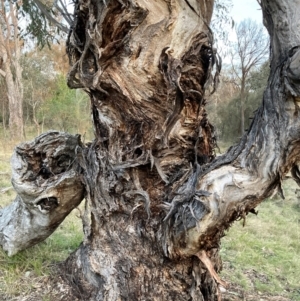 Eucalyptus melliodora at Hackett, ACT - 5 Sep 2024