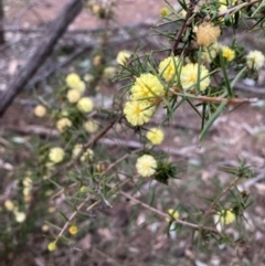 Acacia ulicifolia (Prickly Moses) at Hackett, ACT - 5 Sep 2024 by waltraud