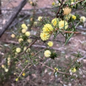 Acacia ulicifolia at Hackett, ACT - 5 Sep 2024 05:52 PM