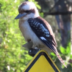 Dacelo novaeguineae (Laughing Kookaburra) at Kangaroo Valley, NSW - 6 Sep 2024 by lbradley