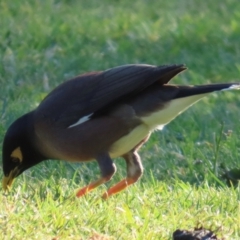 Acridotheres tristis (Common Myna) at Kangaroo Valley, NSW - 5 Sep 2024 by lbradley