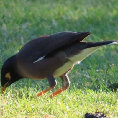 Acridotheres tristis (Common Myna) at Kangaroo Valley, NSW - 5 Sep 2024 by lbradley