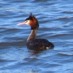 Podiceps cristatus (Great Crested Grebe) at Kangaroo Valley, NSW - 5 Sep 2024 by lbradley