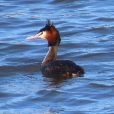 Podiceps cristatus (Great Crested Grebe) at Kangaroo Valley, NSW - 5 Sep 2024 by lbradley