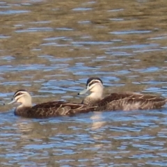 Anas superciliosa (Pacific Black Duck) at Kangaroo Valley, NSW - 6 Sep 2024 by lbradley