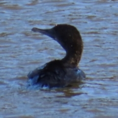 Phalacrocorax sulcirostris (Little Black Cormorant) at Kangaroo Valley, NSW - 6 Sep 2024 by lbradley