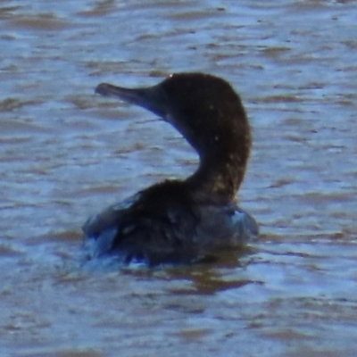 Phalacrocorax sulcirostris (Little Black Cormorant) at Kangaroo Valley, NSW - 6 Sep 2024 by lbradley