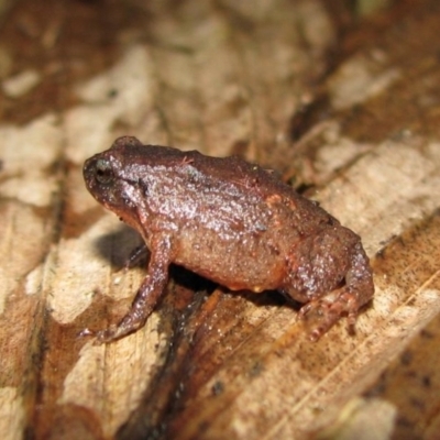 Cophixalus monticola (Mountain-top Nursery-frog) by MichaelBedingfield