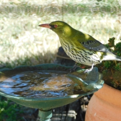 Oriolus sagittatus (Olive-backed Oriole) at Symonston, ACT - 5 Sep 2024 by CallumBraeRuralProperty