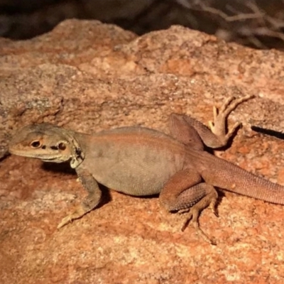 Ctenophorus yinnietharra (Yinnietharra Rock-dragon) by MichaelBedingfield