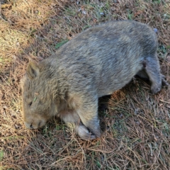 Vombatus ursinus (Common wombat, Bare-nosed Wombat) at Braidwood, NSW - 6 Sep 2024 by MatthewFrawley