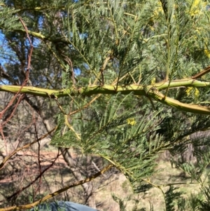 Acacia decurrens at Hackett, ACT - 5 Sep 2024