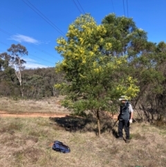 Acacia decurrens at Hackett, ACT - 5 Sep 2024