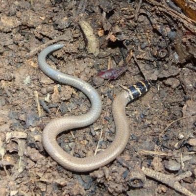 Delma torquata (Collared Delma) at Withcott, QLD - 26 Dec 2023 by MichaelBedingfield