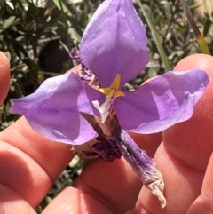 Patersonia sericea (silky purple-flag) at Budderoo, NSW - 6 Sep 2024 by lbradley