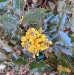 Berberis aquifolium (Oregon Grape) at Hackett, ACT - 5 Sep 2024 by waltraud