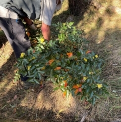 Berberis aquifolium at Hackett, ACT - 5 Sep 2024 03:30 PM