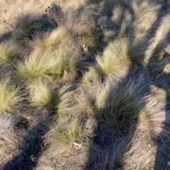 Nassella trichotoma (Serrated Tussock) at Hackett, ACT - 5 Sep 2024 by waltraud