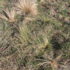 Nassella trichotoma at Hackett, ACT - 5 Sep 2024