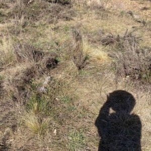 Nassella trichotoma at Hackett, ACT - 5 Sep 2024