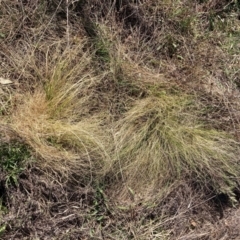 Nassella trichotoma at Hackett, ACT - 5 Sep 2024