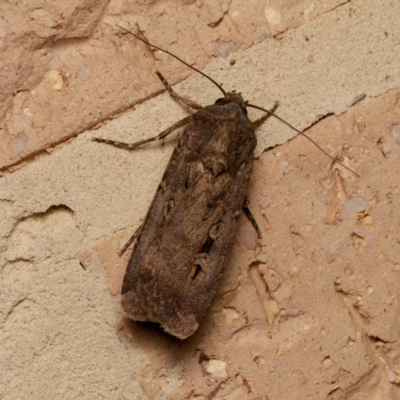 Agrotis infusa at Harrison, ACT - 5 Sep 2024 by DPRees125